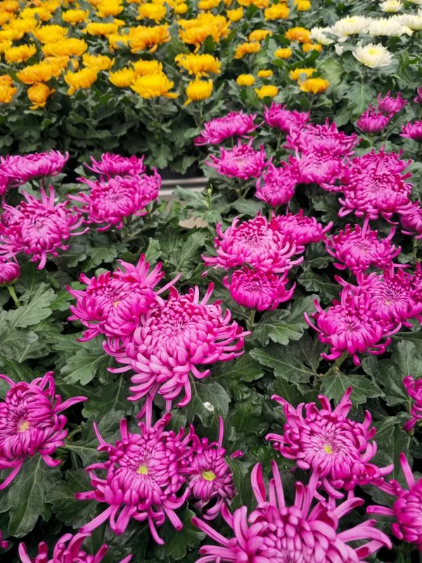 Chrysanthèmes roses, jaunes et blancs en pots.